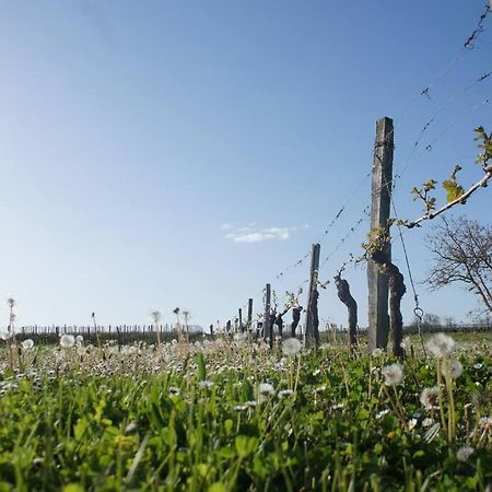 Entre Pierre Et Vigne - Charming Former Winery Farmhouse With Hot Tub & Swimming Pool Monestier  Екстериор снимка
